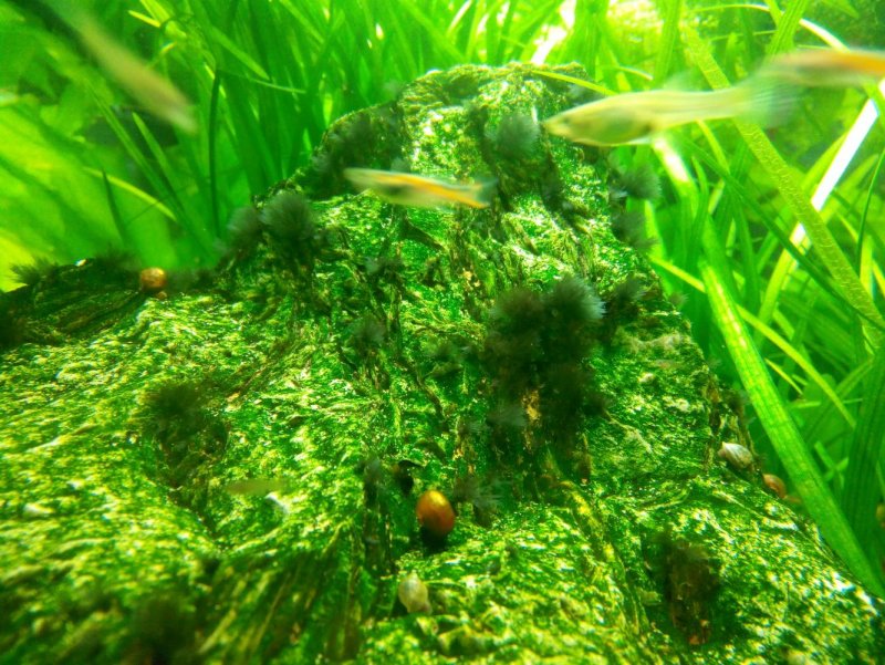 Бурые нитчатые водоросли в аквариуме