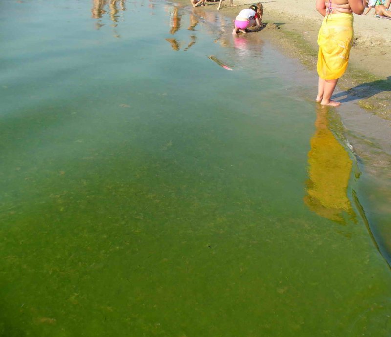 Витязево пляж водоросли