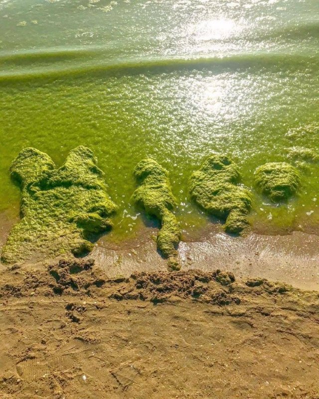 Зеленое море в Анапе 2021