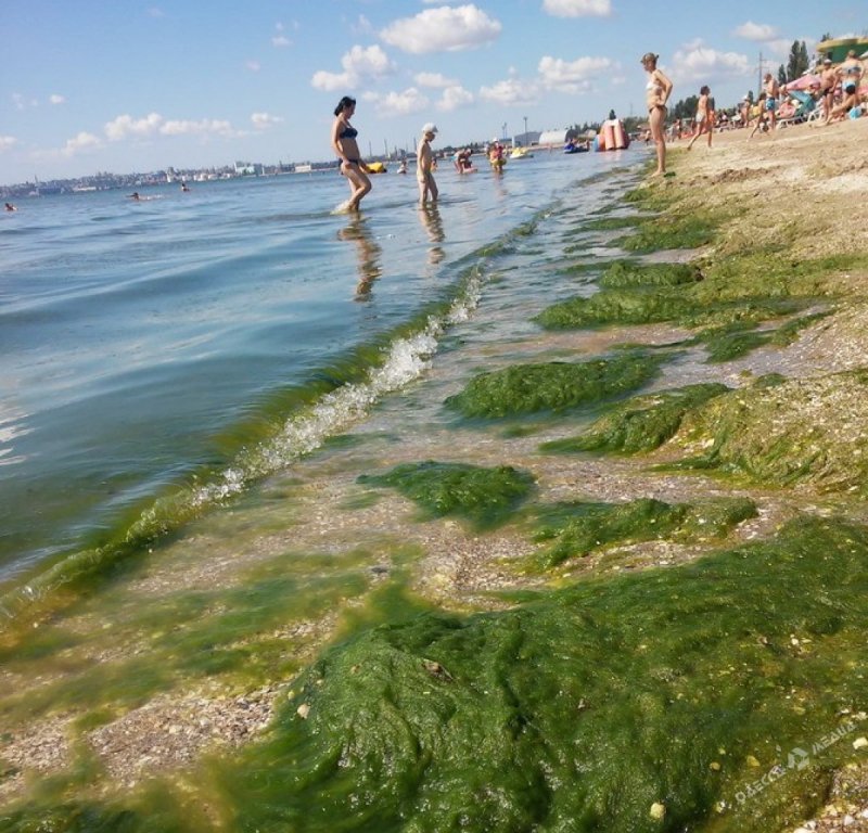 Анапа море водоросли