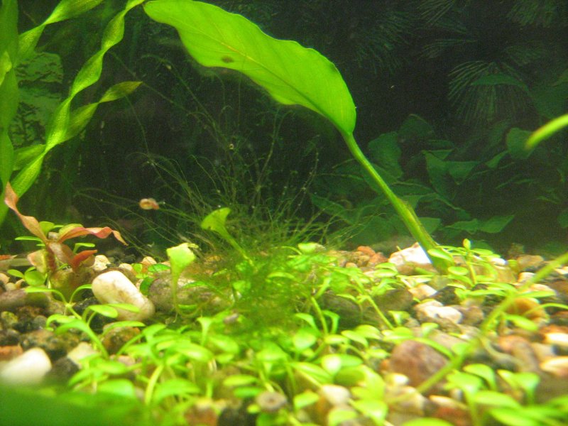 Вьетнамка водоросли в аквариуме