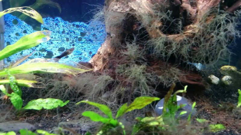 Налет на растениях в аквариуме