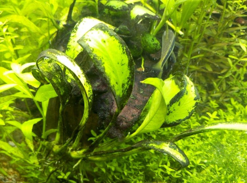 Диатомовые водоросли на растениях в аквариуме
