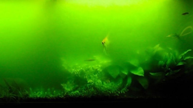Эвглена зеленая в аквариуме