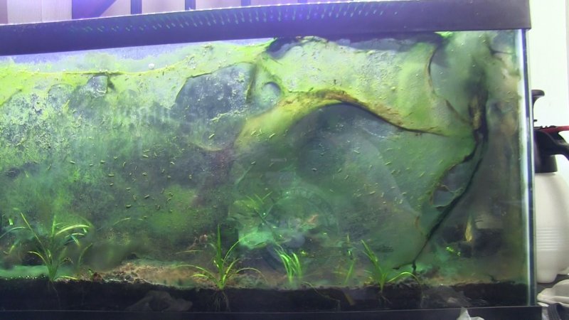 Синезеленые водоросли в аквариуме