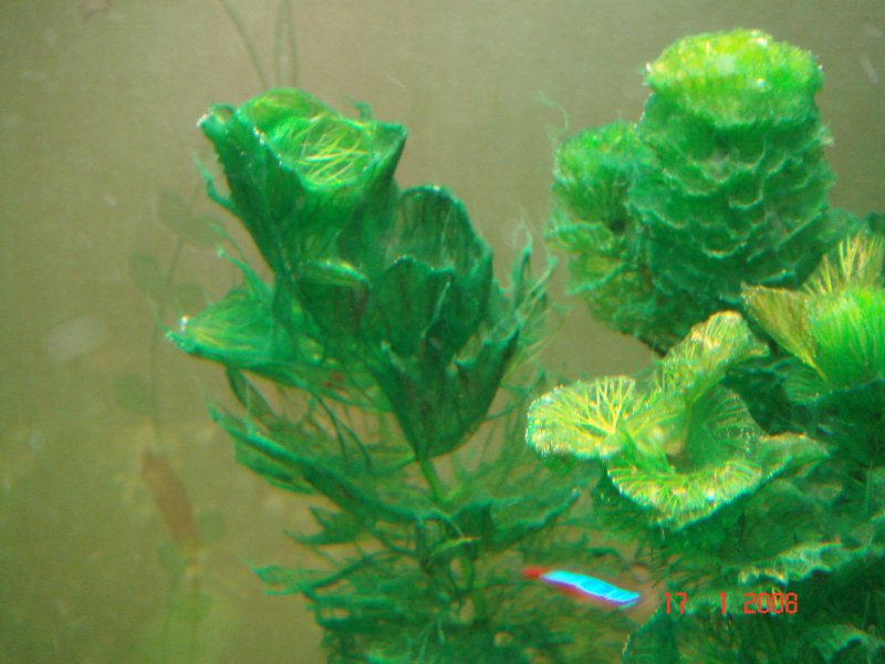 Сине-зеленые водоросли в аквариуме