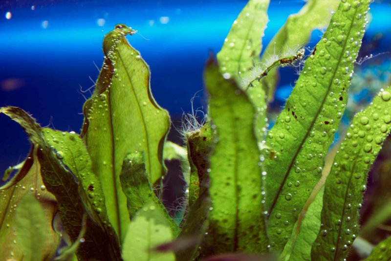 Диатомовые водоросли в аквариуме