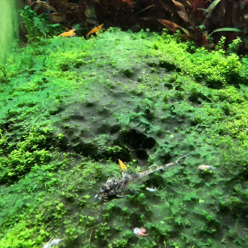 Акваскейп водоросли