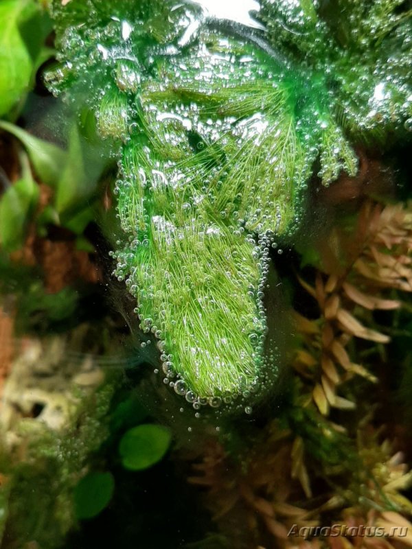 Мохнатые водоросли в аквариуме
