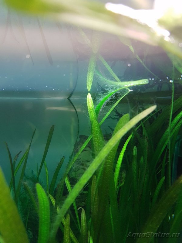 Спирогира водоросли в аквариуме