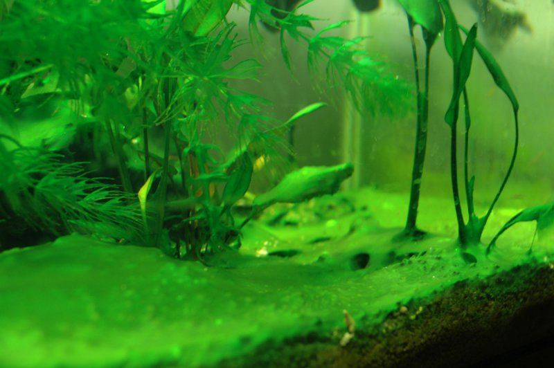 Синезеленые водоросли в аквариуме