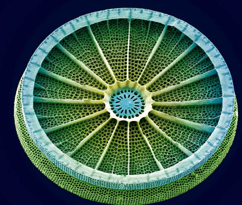 Диатомовые водоросли под микроскопом