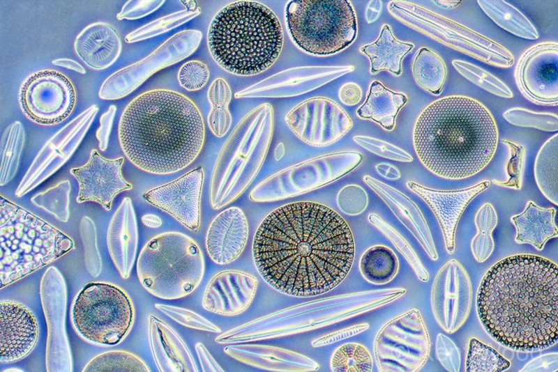 Диатомовые водоросли микроскоп