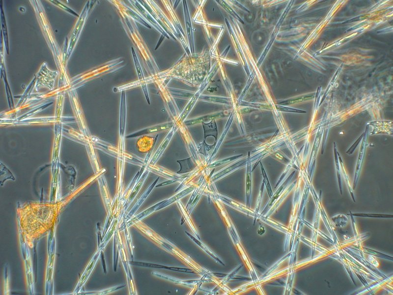 Планктонные диатомовые водоросли