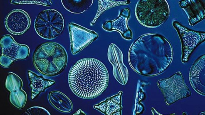 Одноклеточные диатомовые водоросли