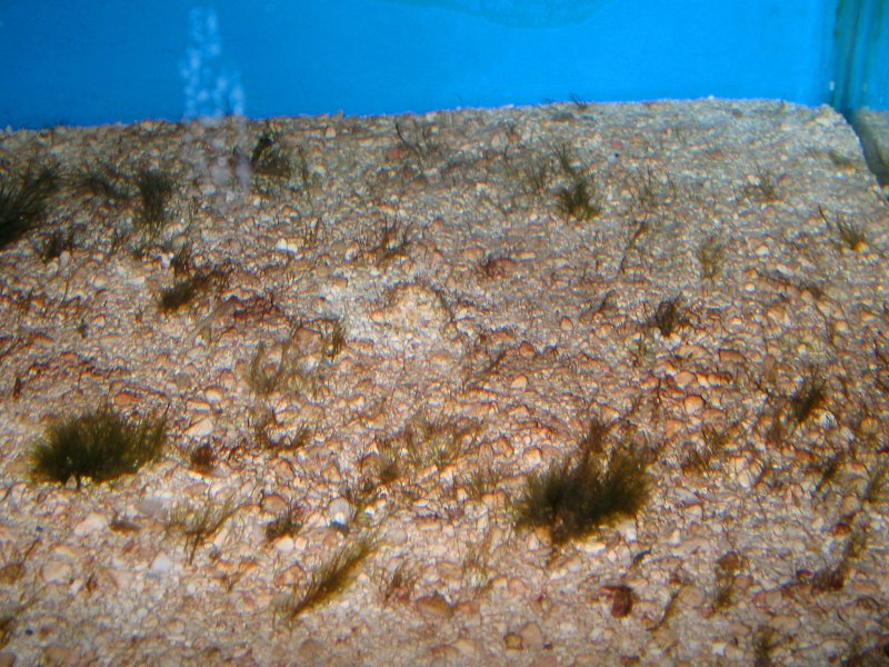 Диатомовые водоросли на грунте