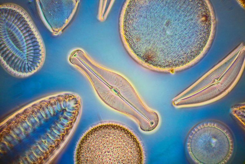 Фитопланктон диатомовые водоросли