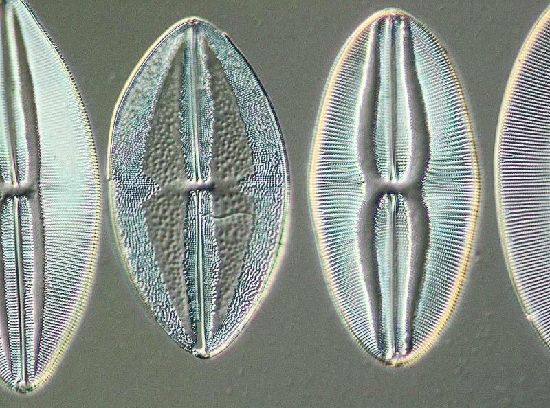 Bacillariophyta диатомовые водоросли
