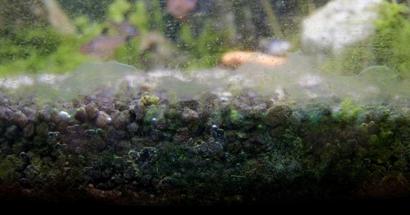Прозрачные водоросли в аквариуме