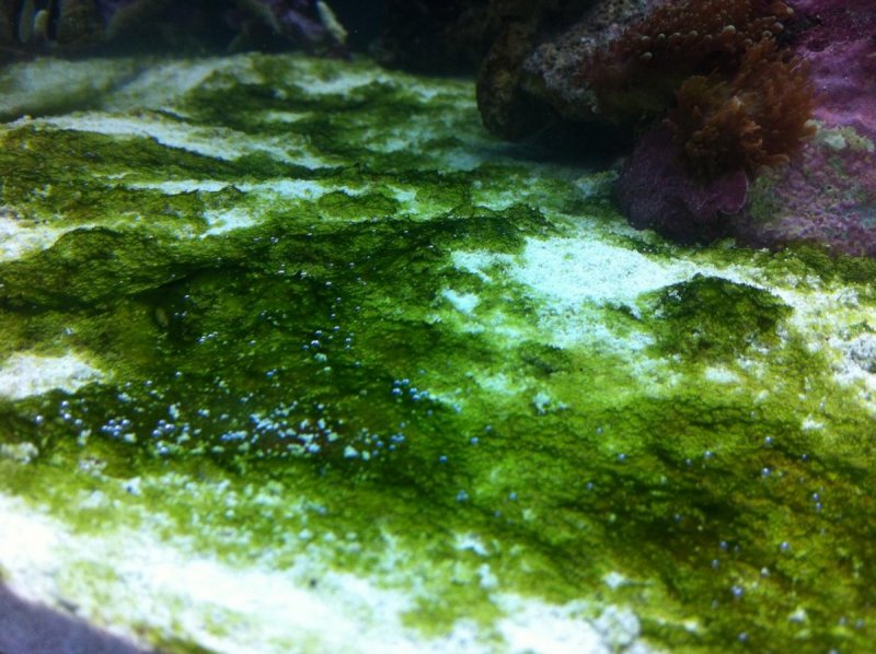Синезеленые водоросли
