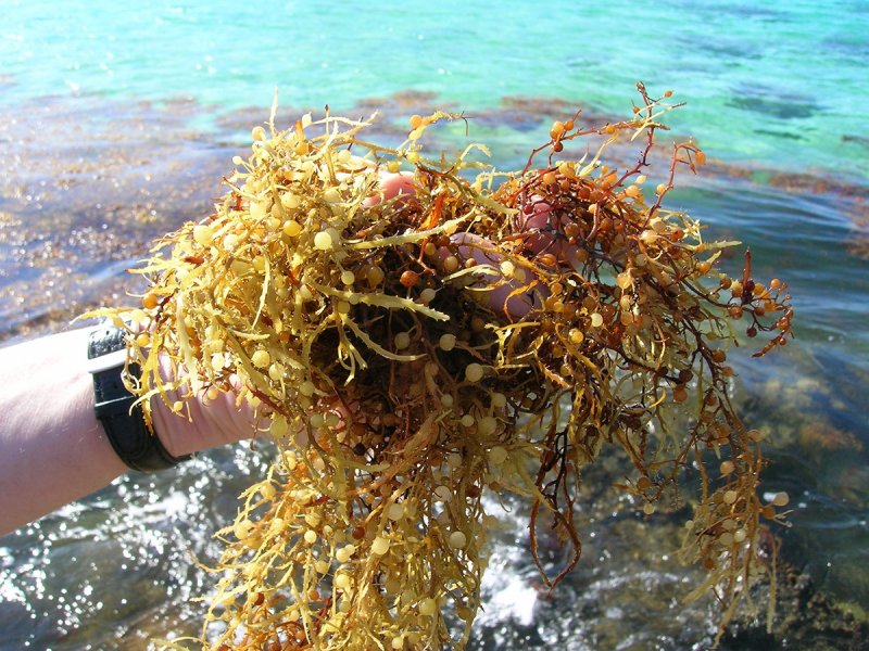 Саргассово море ламинария