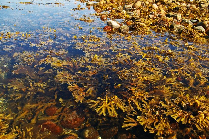 Бурые водоросли Балтийского моря