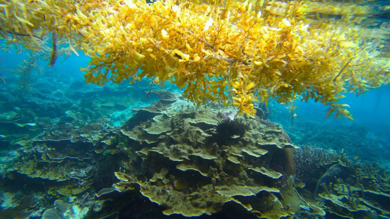 Саргассово море водоросли Атлантика