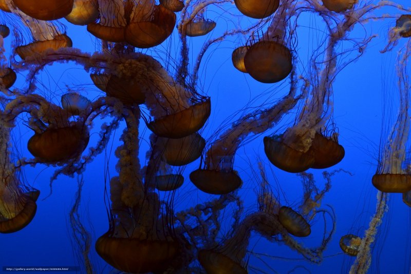 Саргассово море медузы