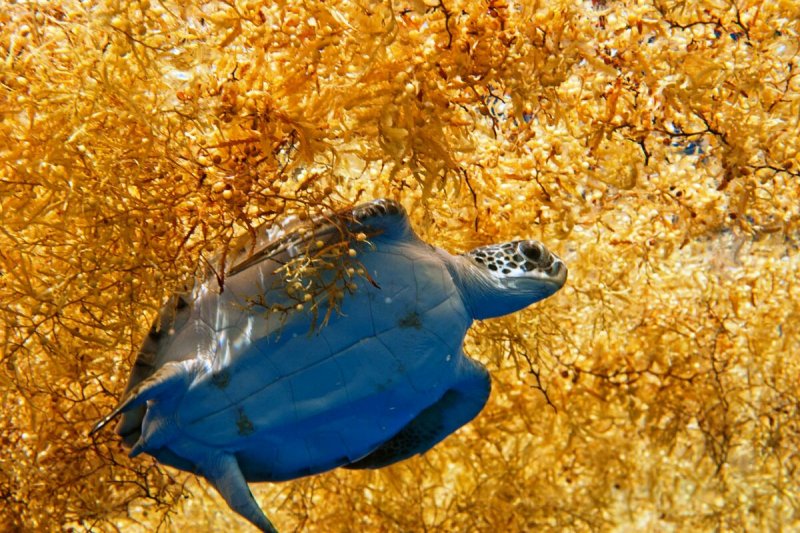 Морская черепаха в Саргассовом море