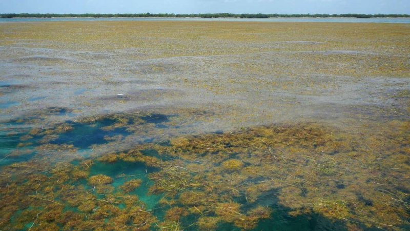 Саргассово море бурые водоросли