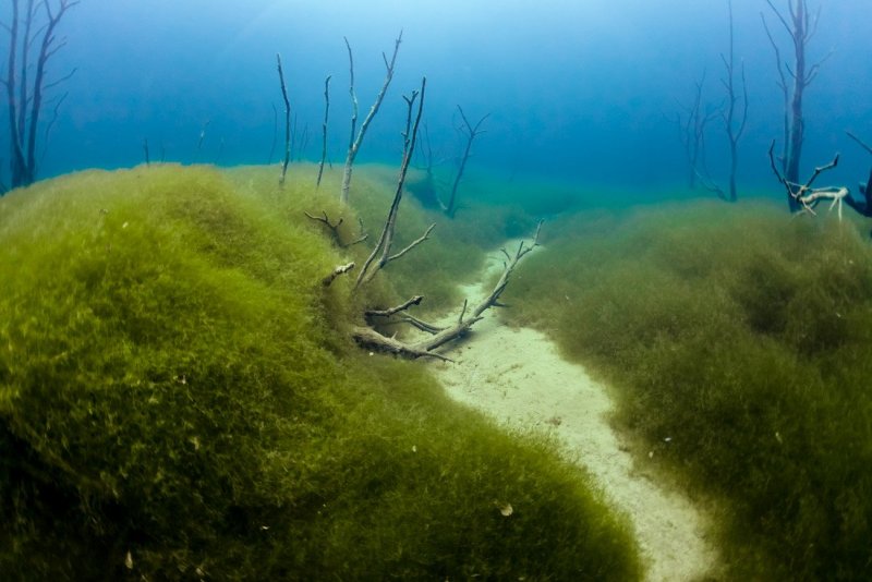 Пруд с водорослями под водой