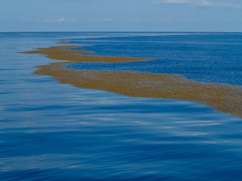 Саргассово море водоросли