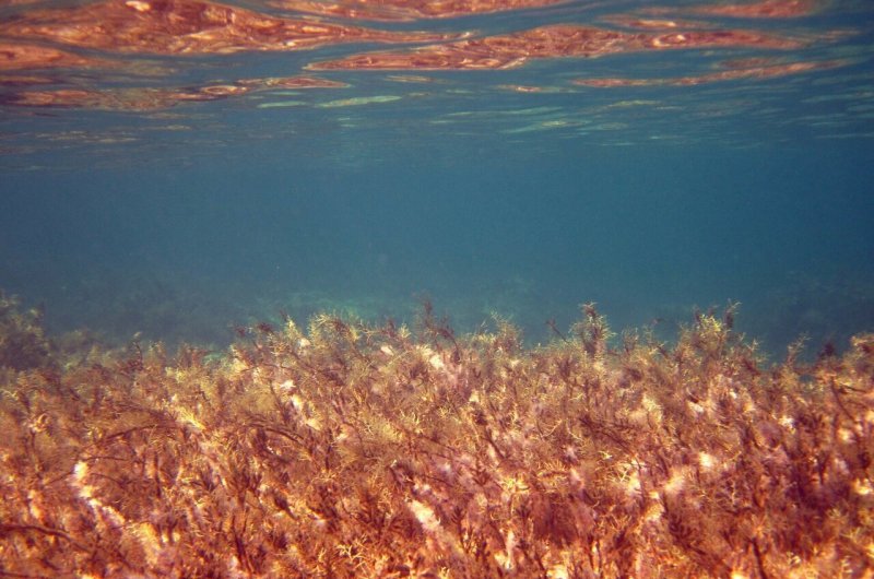 Саргассово море водоросли саргассум