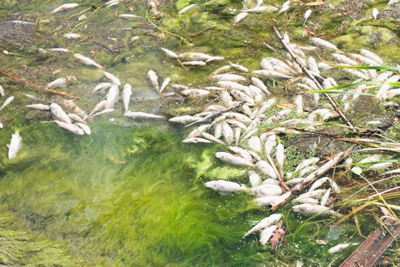 Шершневское водохранилище загрязнение