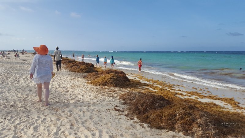 Кипр какое там море и есть ли водоросли на пляжах
