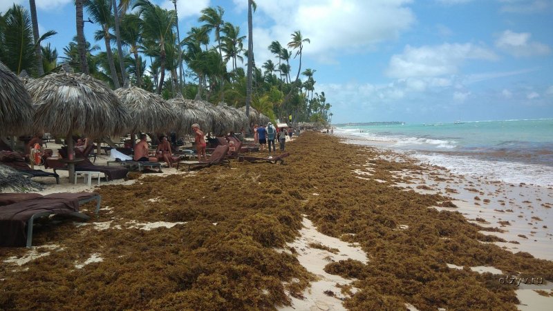 Пунта Кана водоросли на пляже