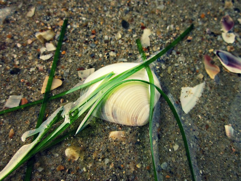 Море Ракушка водоросли