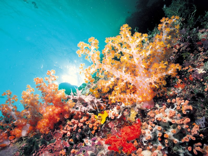 Морское дно с кораллами