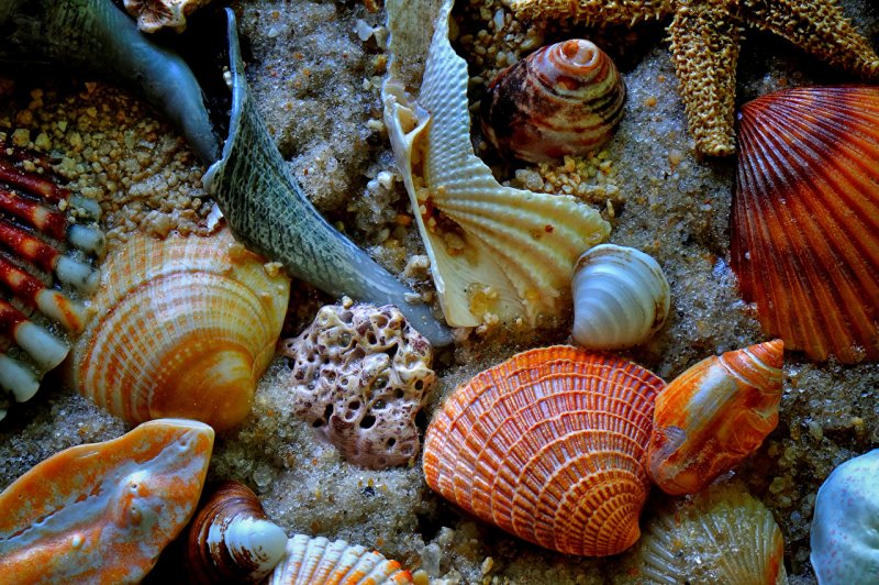 Морские моллюски