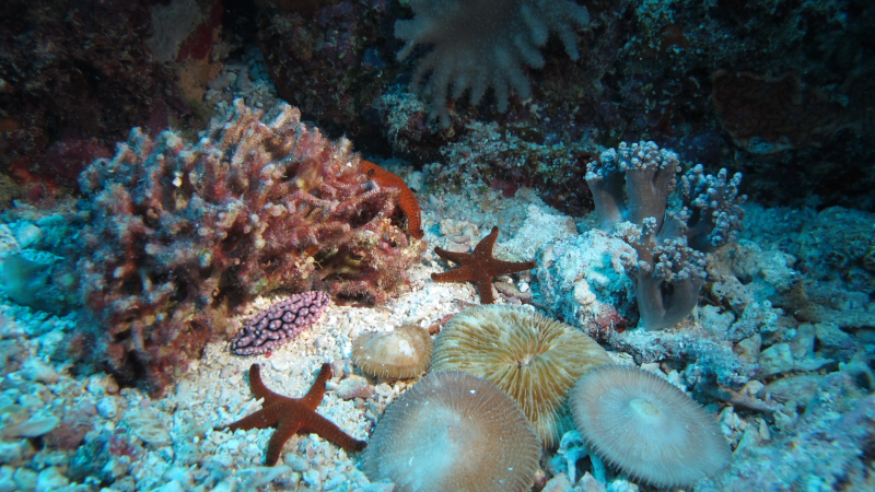 Кораллы это иглокожие