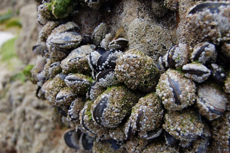 Моллюски на камнях
