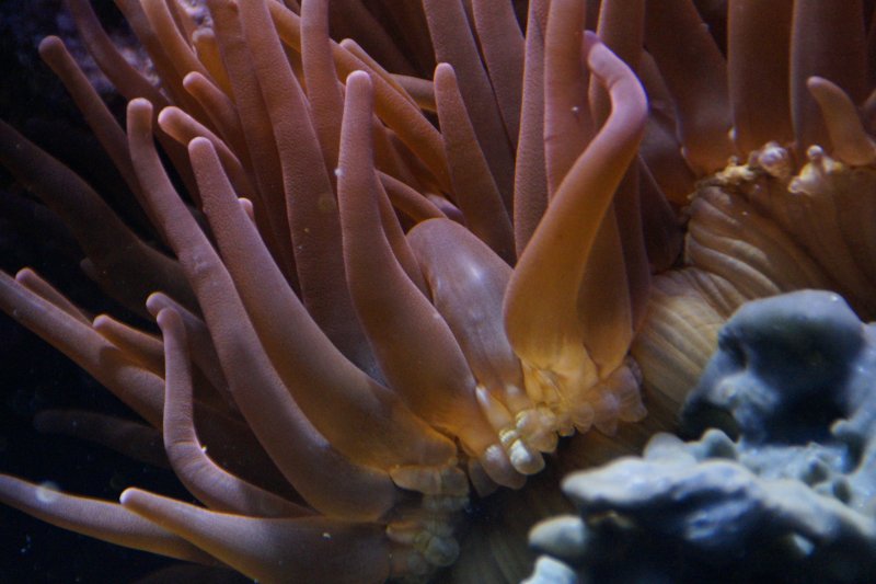 Кораллы моллюски