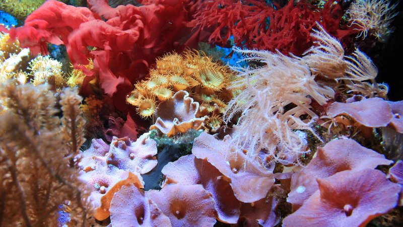 Коралловый полип симбиотические водоросли