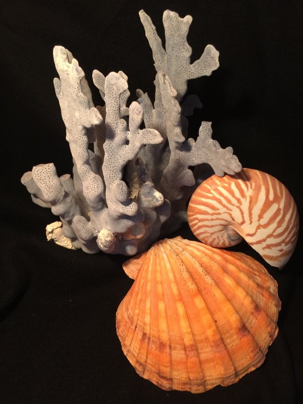 Морские раковины и кораллы