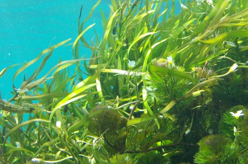 Пресноводные водоросли которые жалят под водой