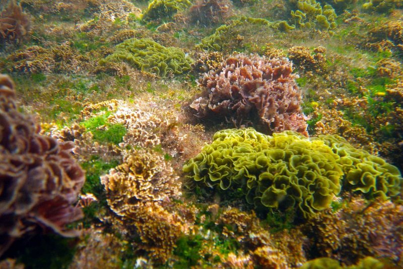 Морские водоросли