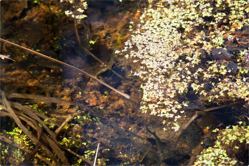 В пруду коричневые водоросли