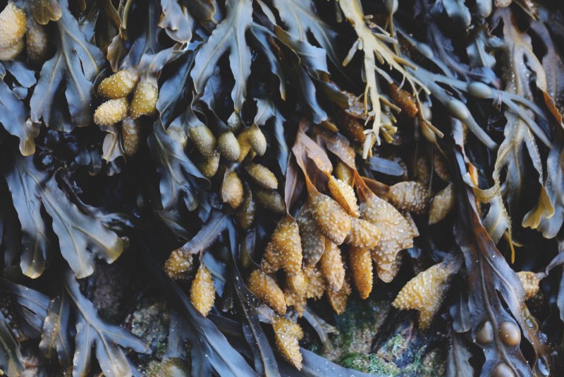 Съедобные морские водоросли Приморья