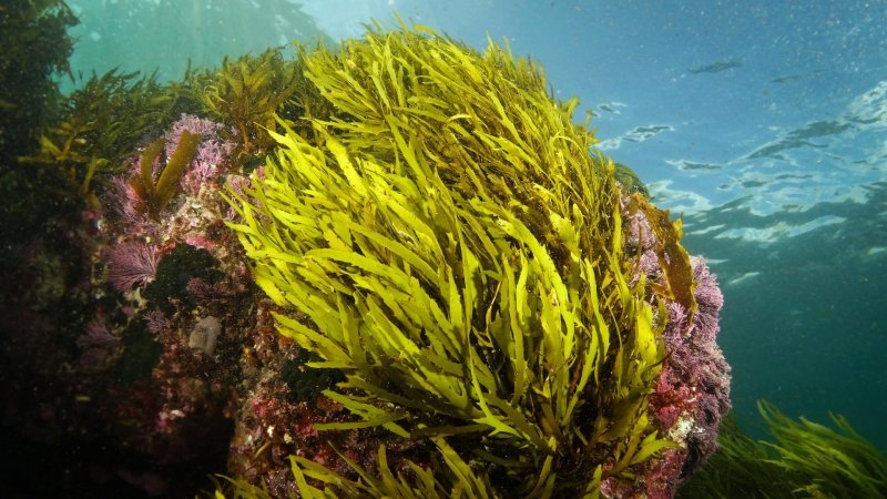 Бациллариофициевые водоросли Средиземное море