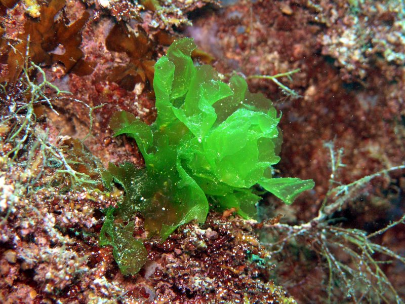 Зеленая водоросль Ульва
